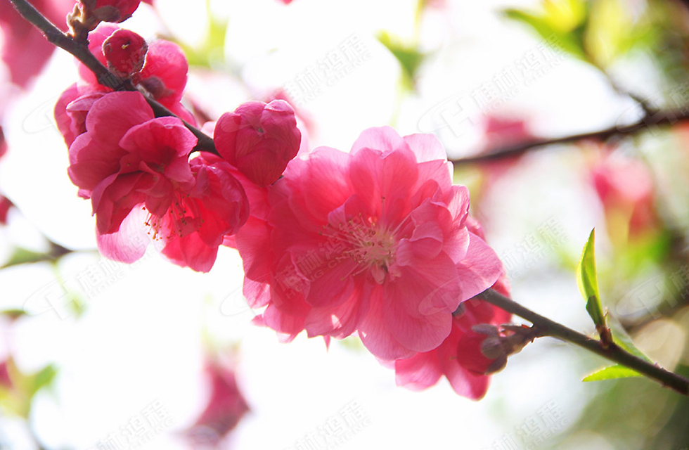春暖花開，桂林鴻程誠邀您共賞春景！