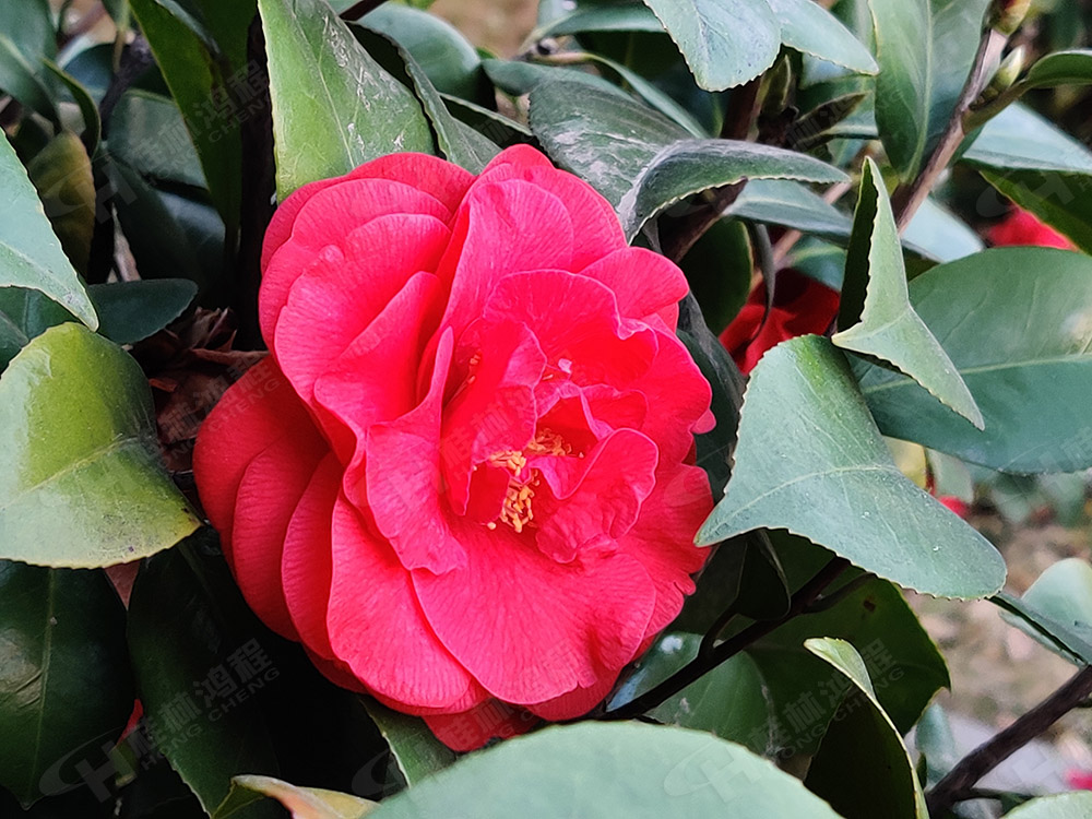 桂林鴻程花團(tuán)錦簇，滿園春色，邀您一起共賞春景，共商大計(jì)！